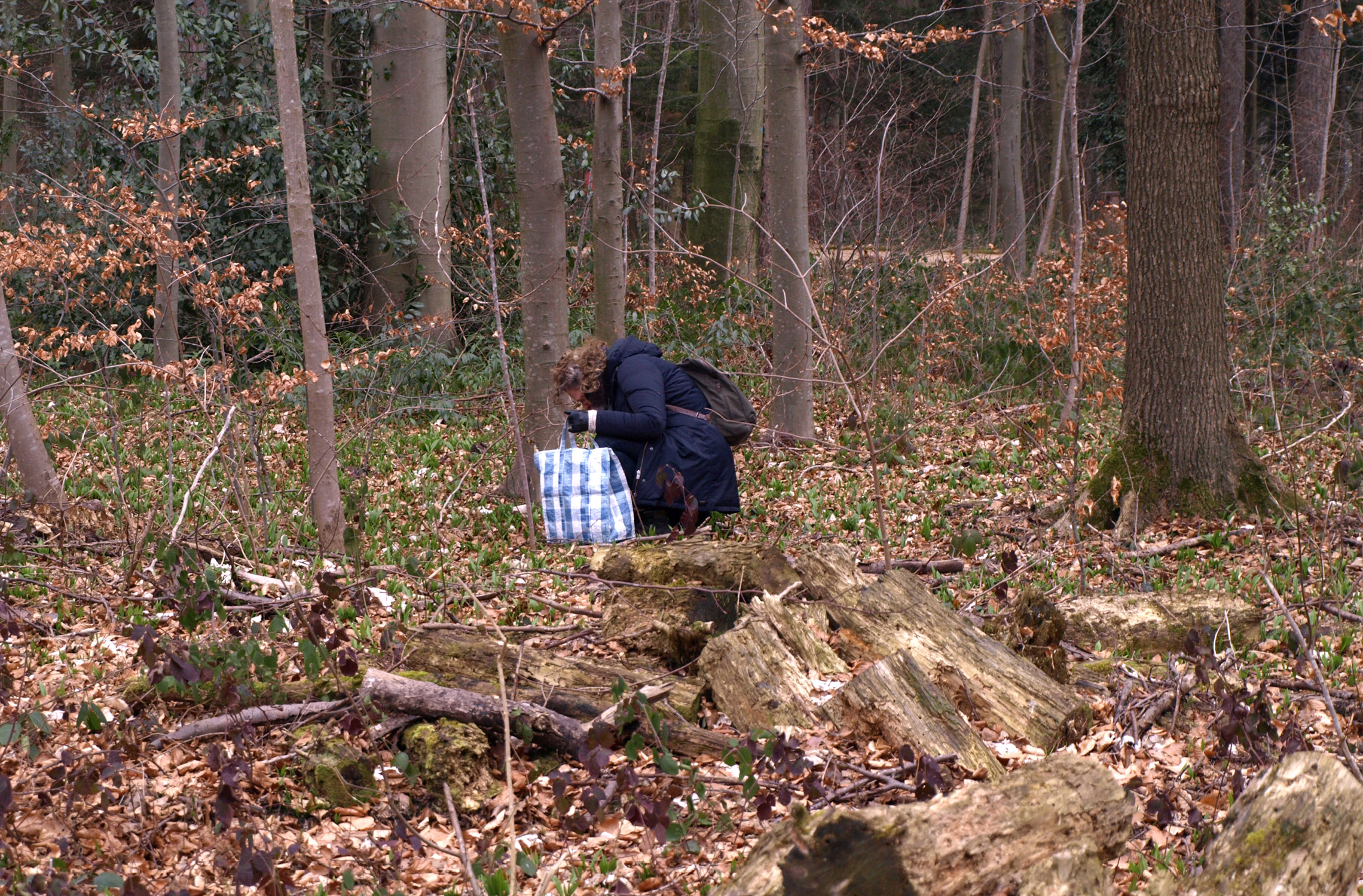 P. collecting pieces of nature in the forest (Zürich)